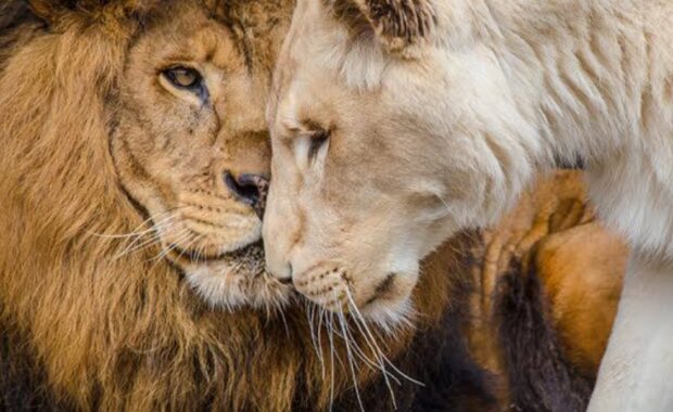 Veterinarian – Exotic Wildlife