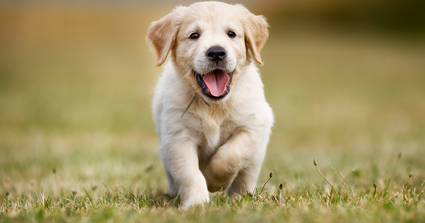 Veterinary Jobs - Vet Jobs - Veterinarian Jobs - DVM Jobs - Veterinary Surgeon Jobs - Veterinary Nurse Jobs - Vet Nurse Jobs - Veterinary Technician Jobs - Vet Tech Jobs - Veterinary Medicine Jobs - Veterinary Surgery Jobs - Vet Life